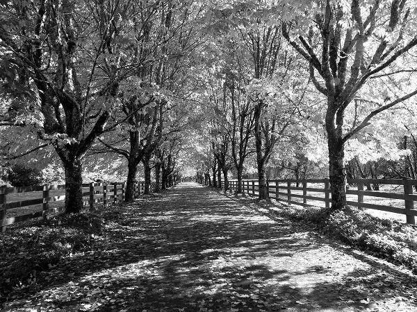 Gulin, Sylvia 아티스트의 USA-Washington State-North Bend black and White maple tree lined driveway작품입니다.